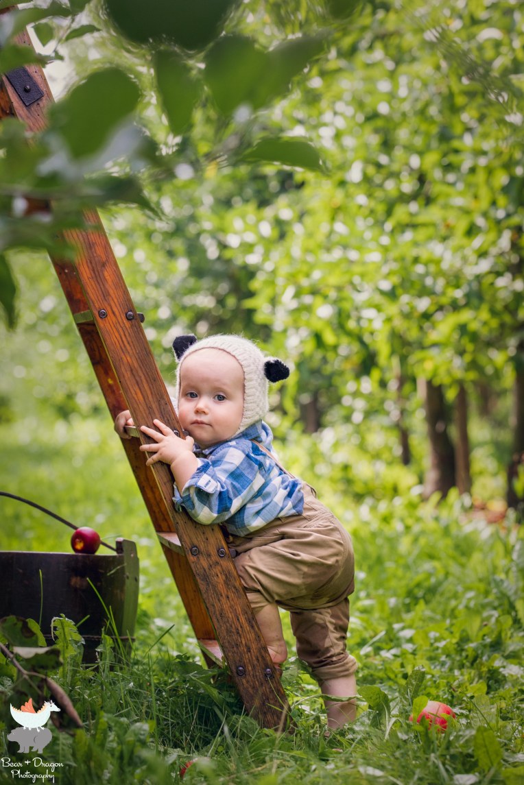 Apple Harvest Blog-11