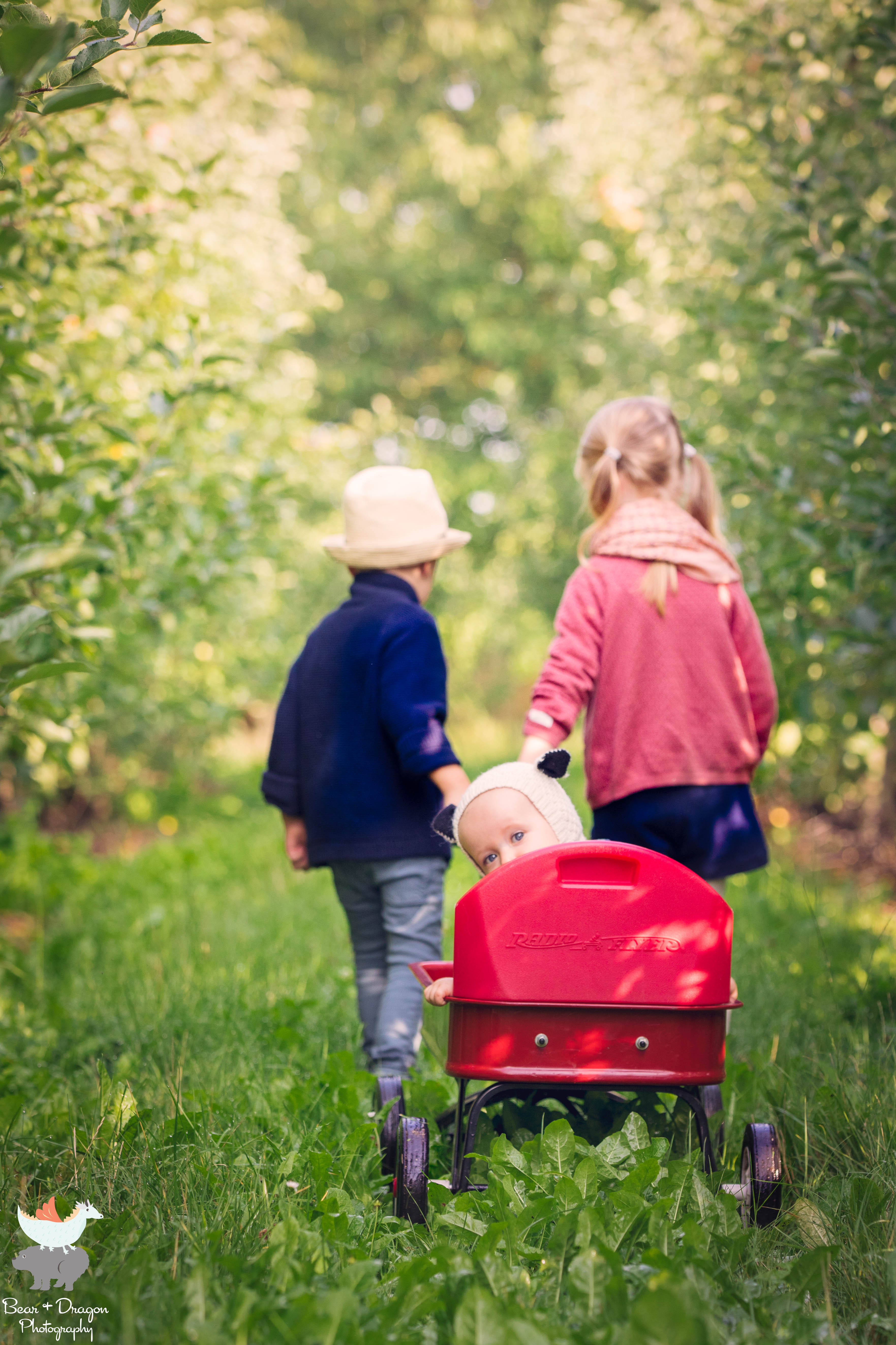 Apple Harvest Blog-2