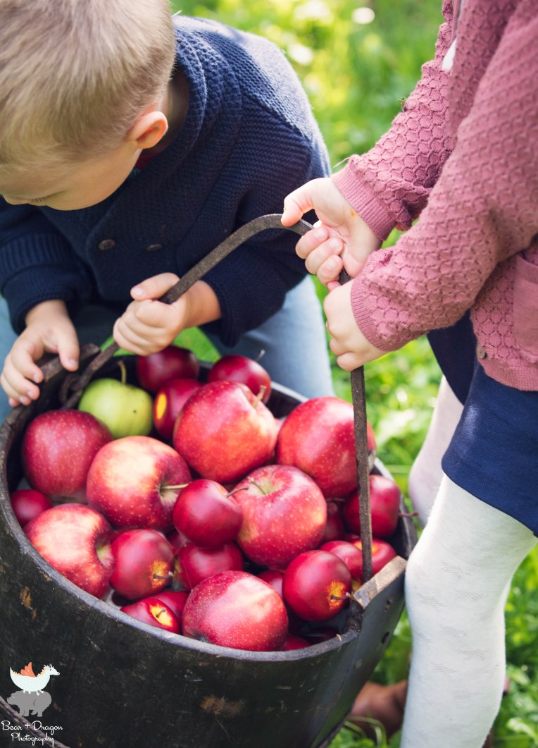 Apple Harvest Blog-3