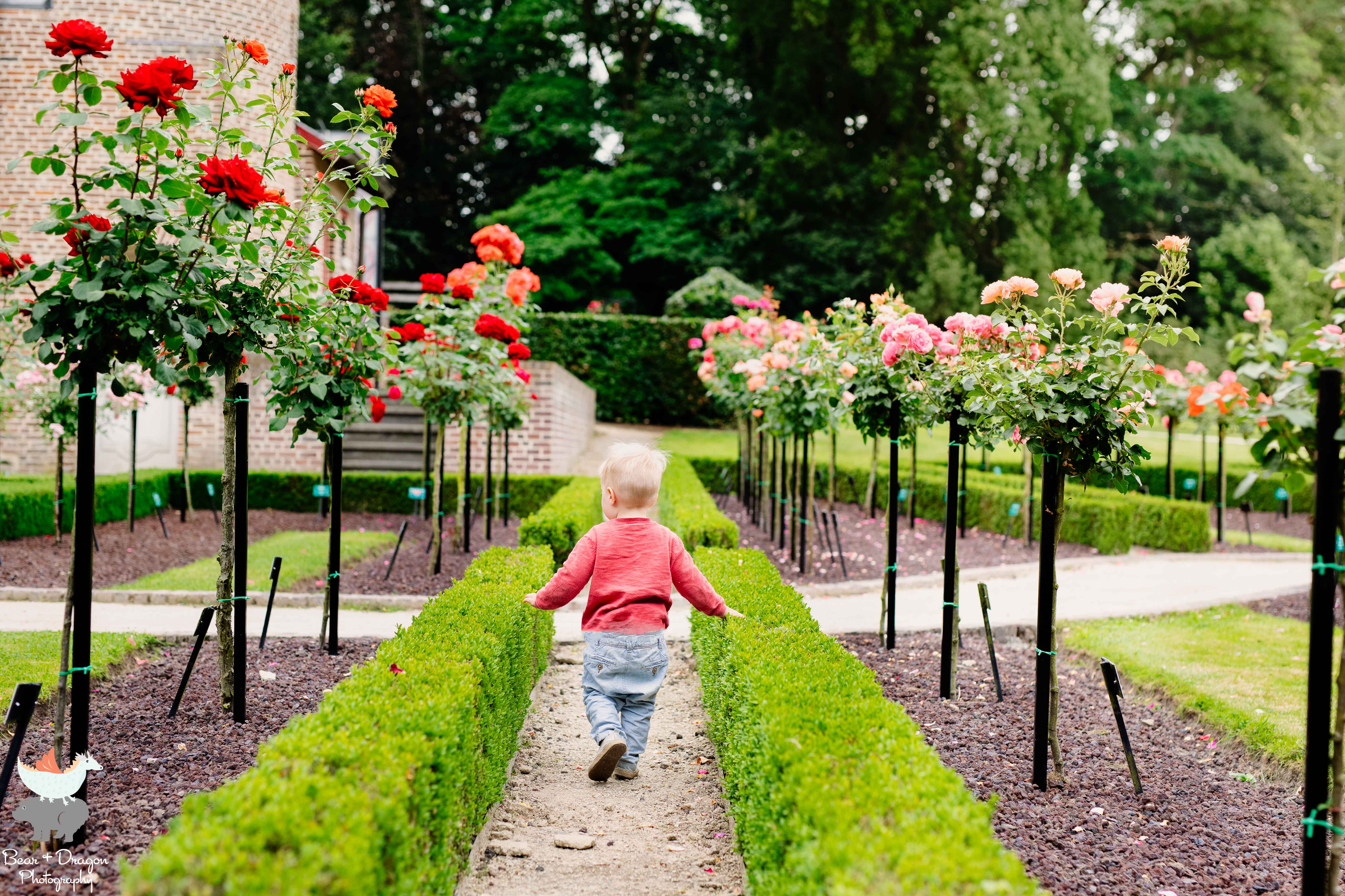 Adventures in the rose garden blog-4